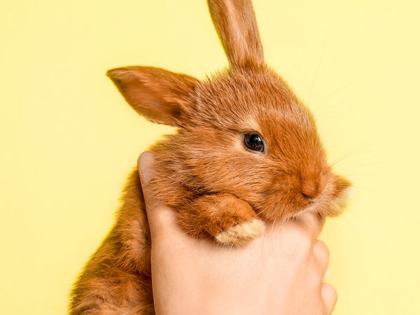 Header: 5 amazing vegan skin care products