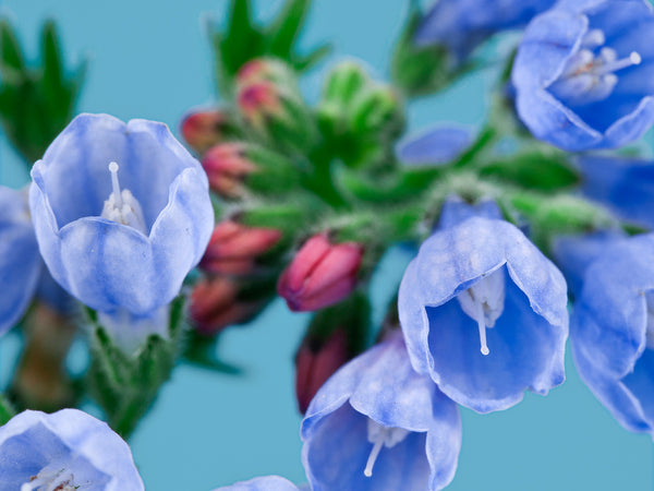 Allantoin Benefits in Skin Care